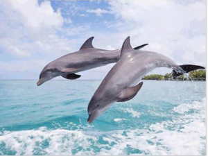 Captura de Dofins saltant